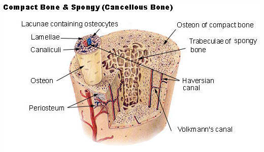http://upload.wikimedia.org/wikipedia/commons/3/34/Illu_compact_spongy_bone.jpg