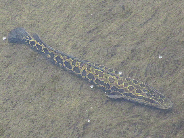 のびのび通り 多摩川で 妙な魚 何だこれー