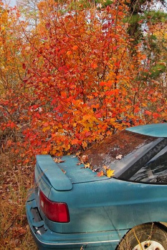 Junkyard Color