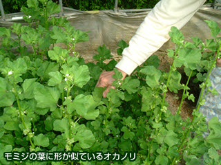 オカノリ 栄養もあるヌルヌル 庄内 山の幸101 荘内日報社