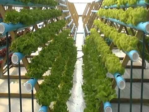 Hydroponic Lettuce Experiment-Vertical Growing - YouTube