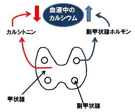 もう一つの甲状腺ホルモン カルシトニン カルシウムの話 医療あれこれ