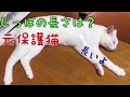 [最新] 猫 しっぽ 長さ 415322-猫 尻尾 長さ 違い