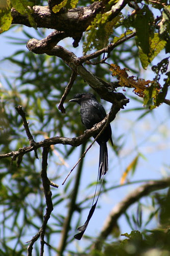 Greater Racket-tailed Drongo