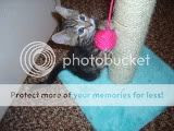 Tazer and his 1st scratching post. Pictures, Images and Photos