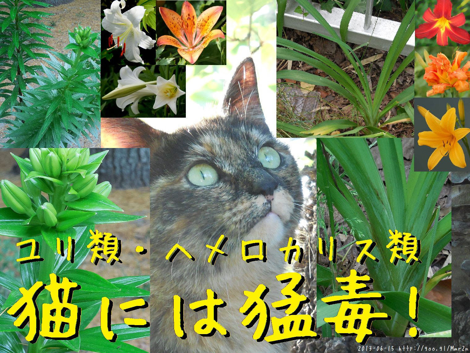 猫にとっての猛毒 ユリとヘメロカリスについてのメモ Pe2ho