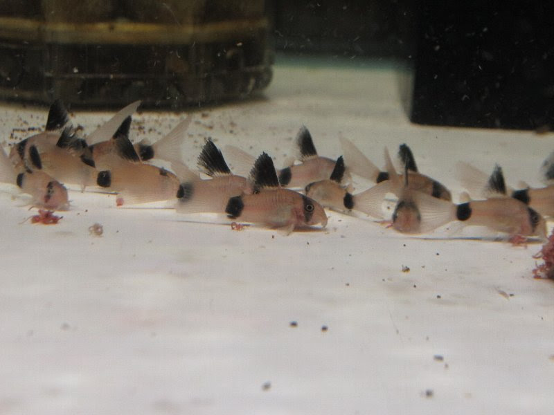 本日の入荷と変な熱帯魚 セルバス北赤羽店