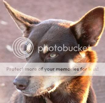 Photobucket - Video and Image Hosting