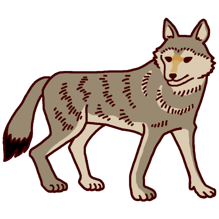 オオカミ 狼1 カラー 陸の動物 無料イラスト素材