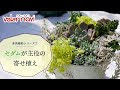 画像をダウンロード セダ�� の 寄せ 植え 259185