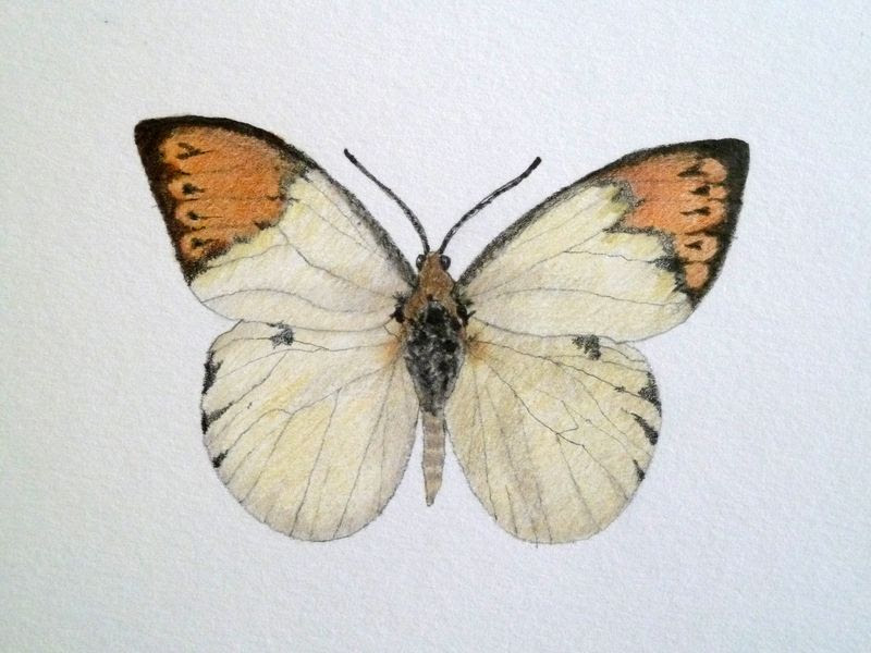 Images Of Butterflies In Flight. of utterflies in flight.