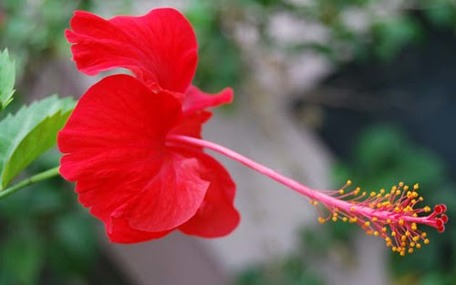Bunga Kembang Sepatu Flickr Photo Sharing Bunga Kembang Sepatu Flickr Photo Sharing