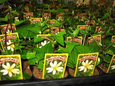 画像をダウンロード マーガレット アイビー 育て 方