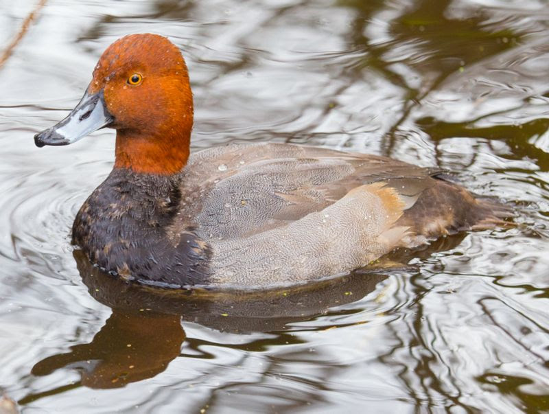 Oiseaux De Louest