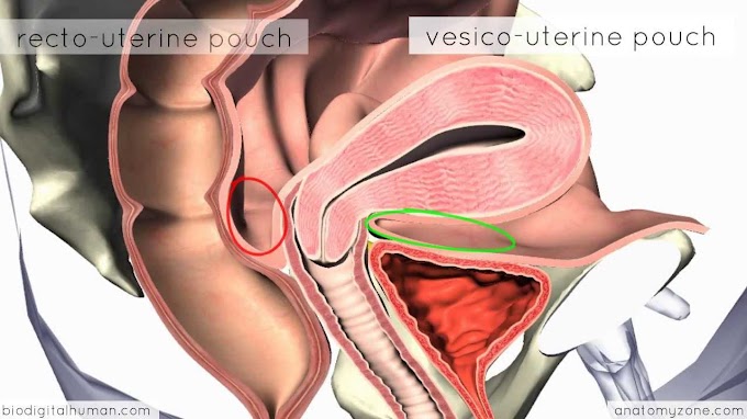 Diagram Internal Female Anatomy : Human Male and Female Anatomy - Body, Skeleton and : No need to register, buy now!