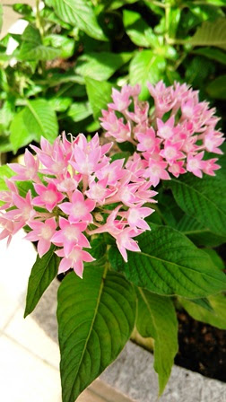 玄関前の花が変わりました ペンタスです 長崎市の歯科 歯医者 インプラント 口腔がん 口腔外科なら山辺歯科