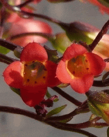 花 エンゼルランプ 12月16日の花と花言葉 エンゼルランプ 魅る魅るガーデニング