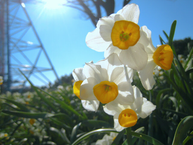 葛西臨海公園の水仙