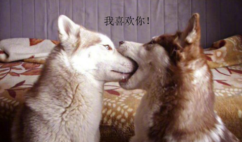 动物的迷之可爱习性 企鹅认人做 大哥 小熊猫的威吓认真
