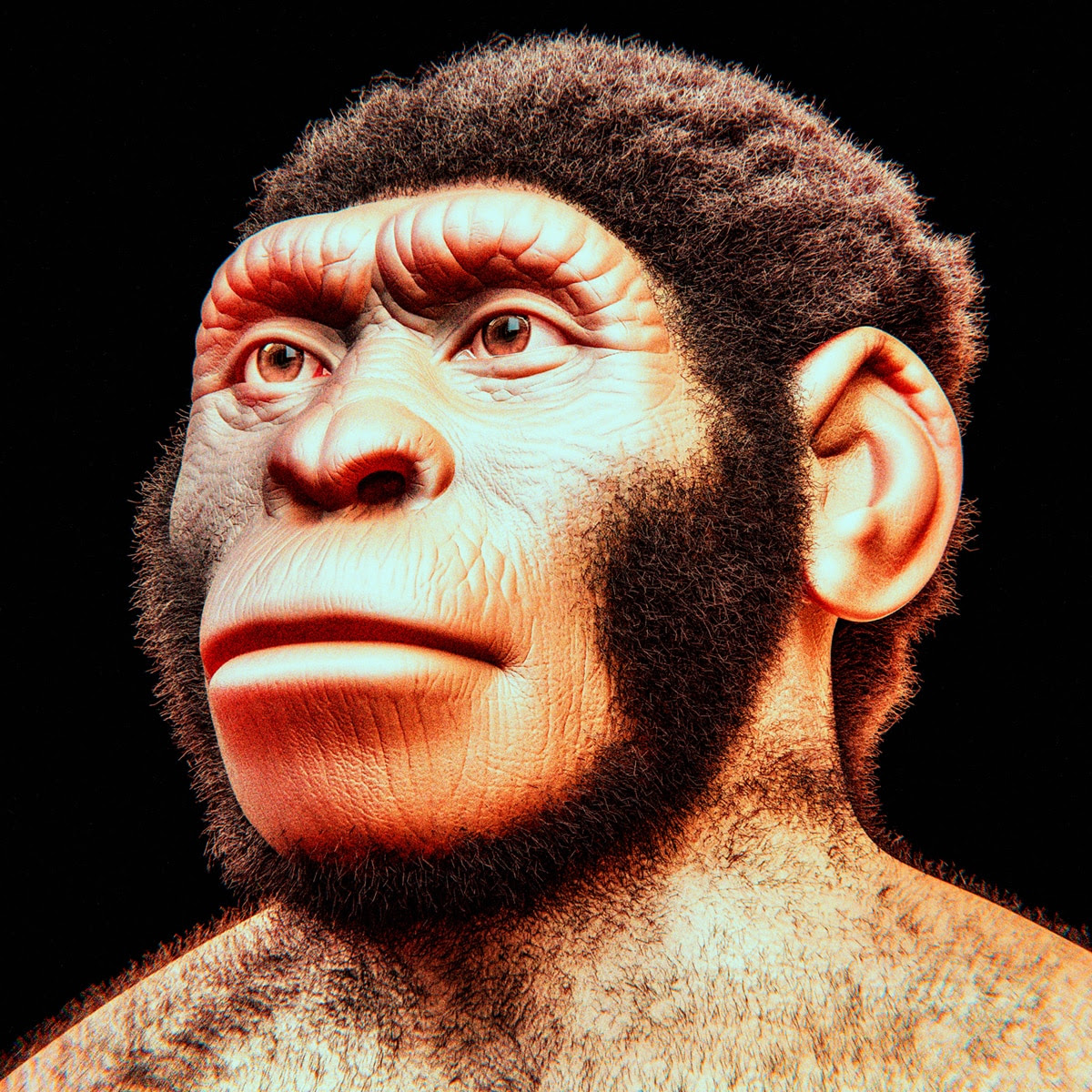Aufgabe Abitur Homo Naledi - Homo Naledi an attempt to ...