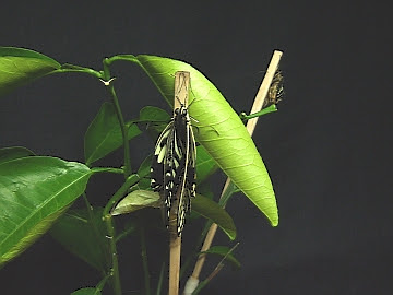 アゲハ蝶 カブトムシの飼育と育て方 幼虫から蛹化 さなぎ 羽化まで写真 画像で飼い方を紹介