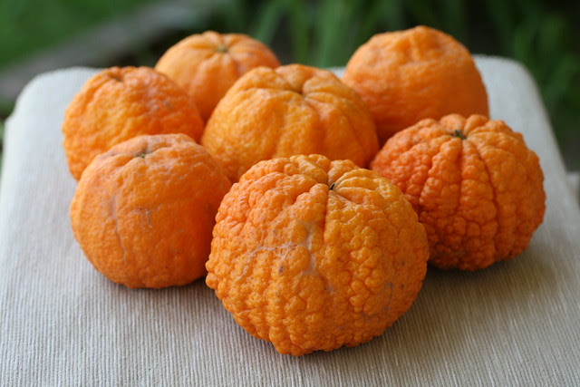 Golden Nugget Mandarin