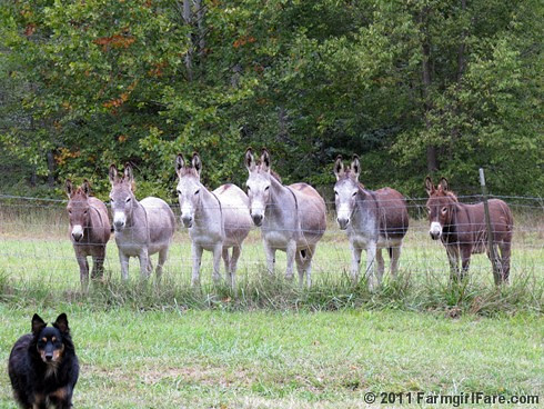 Unsmiling donkeys waiting for treats 1 - FarmgirlFare.com