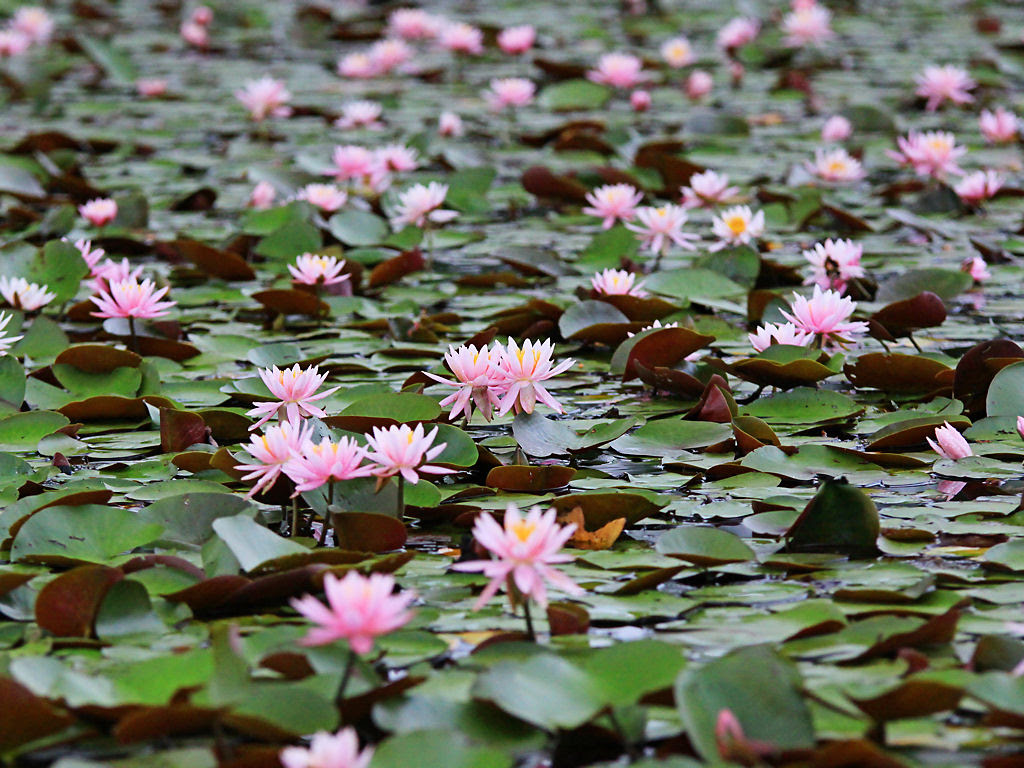 壁紙 睡蓮の花 平池公園 Xga1024 768デスクトップ無料壁紙 兵庫と神戸の写真ブログ