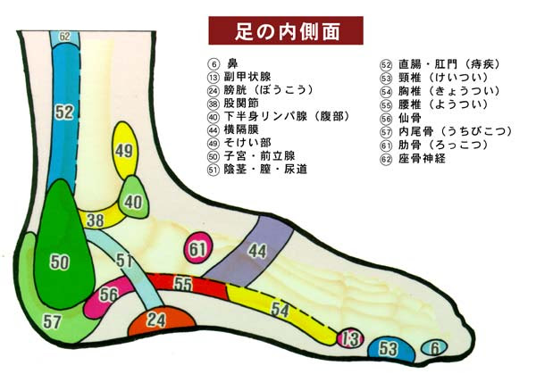 足の内側面 反射区