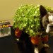 Green Halloween Costume Contest, green Halloween, costume contest, diy costume, make your own costume, diy, diy Halloween costume, sustainable design, green design, chia pet, chia pet costume, boston terrier costume, dog costume