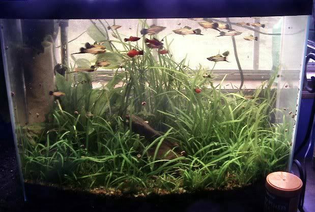 goldfish tank size. Tank size: 30 gallon bowfront