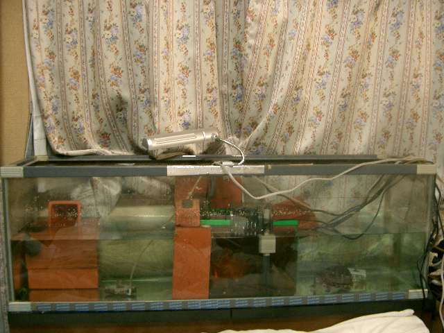 カブトニオイガメの生態 カブトニオイガメ Razorback Musk Turtle の飼い方