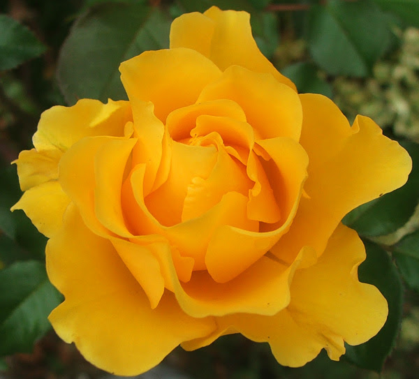 Golden Tribute Rose