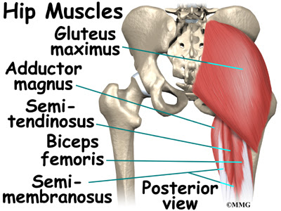 Hip Anatomy | eOrthopod.com