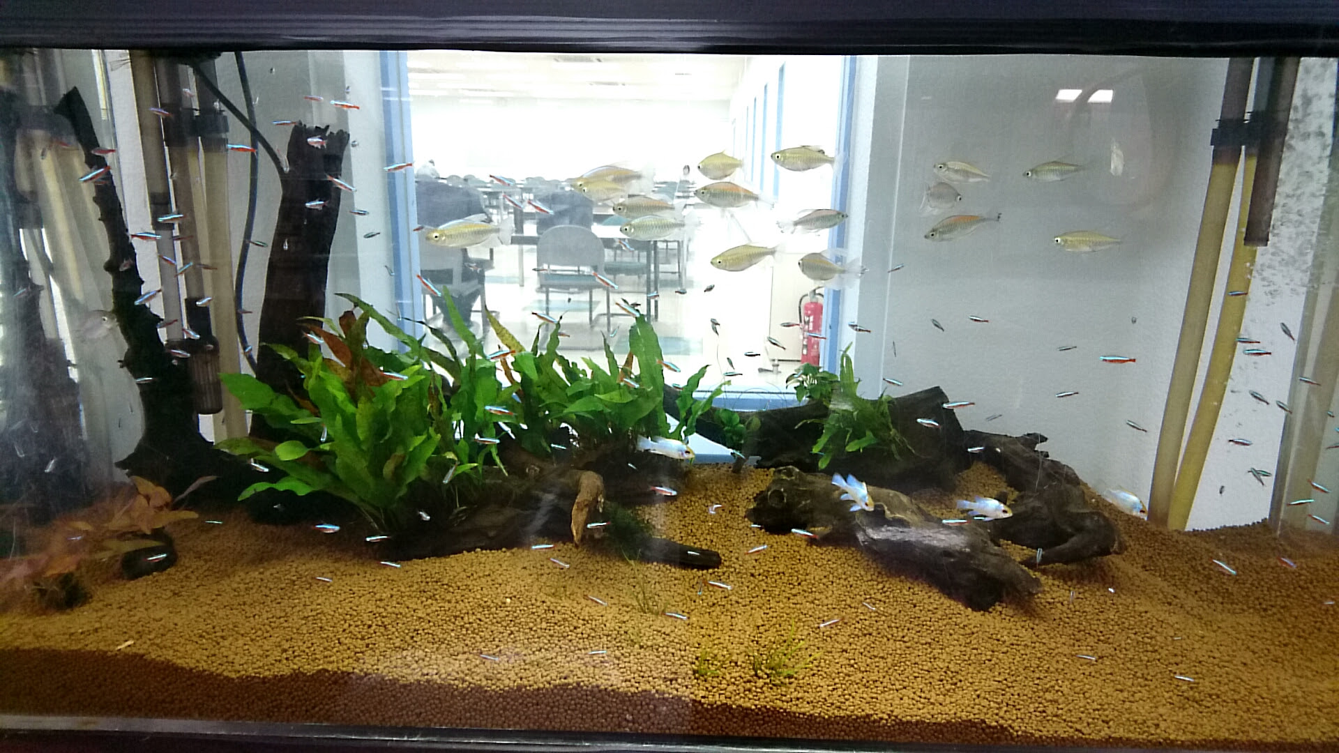 おかしいです 熱帯魚 壁紙 淡水