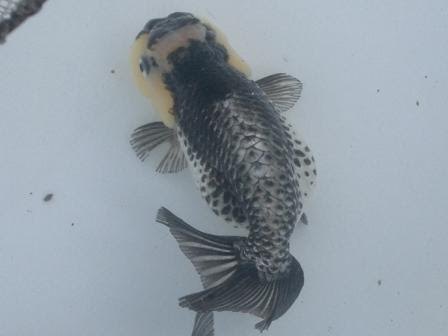 金魚カタログ 青文魚 セイブンギョ