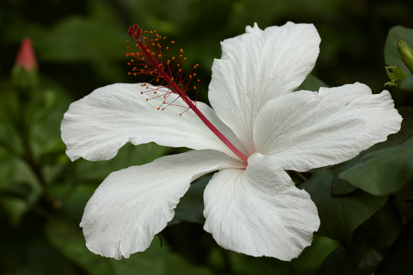お花の写真集 ハイビスカス 白