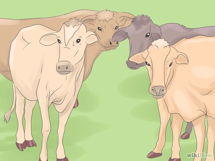 Breed Beef Cattle Step 2.jpg