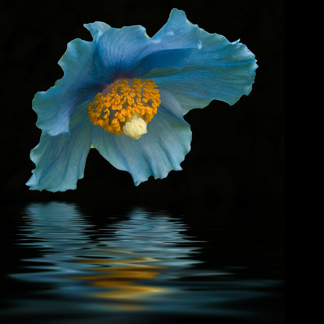 Beautiful flower photography