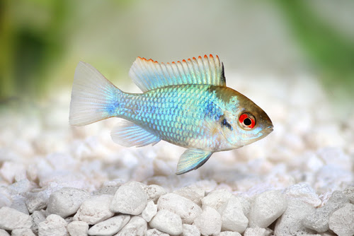 ラミレジィのエビとの混泳について エビを食べる 熱帯魚 淡水魚 海水魚の図鑑