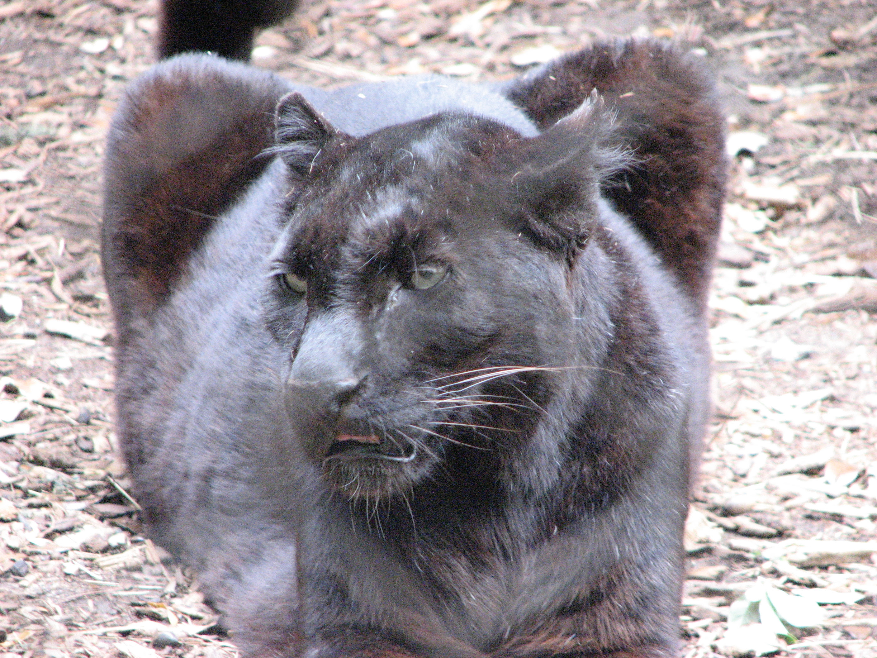 Black Leopard