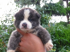 秋田犬子犬販売 ブリーダー直販のインターネットペットショップ ドッグデポ