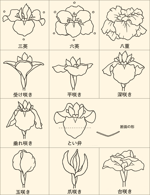 日本伝統の園芸植物 花菖蒲 の魅力に迫る 玉川大学農学部教授 田淵俊人