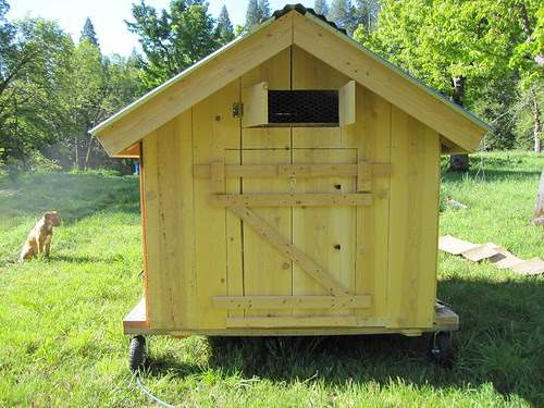 ... man hatch, and a vent screen in the chicken door, it's roughly 4 foot This is an old one but it's so alive: chicken are everywhere, make me ...