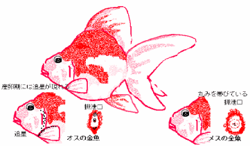 図鑑