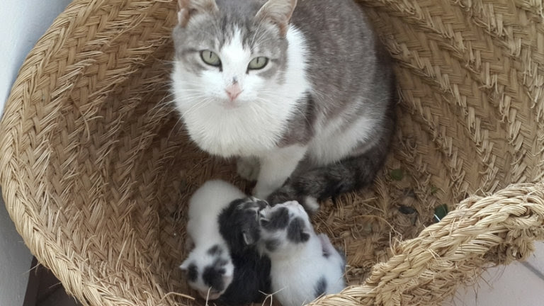 Au Maroc Les Chats Sont Partout