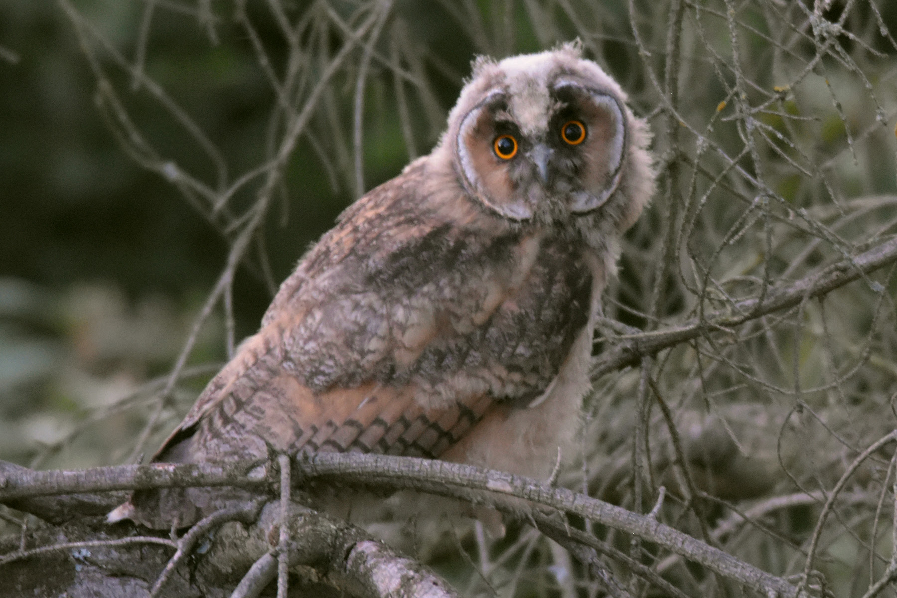 Kontaktbörse owl