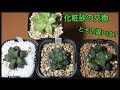 【ベストコレクション】 多肉植物 ゼオライト 使い方 290162-多肉植物 ゼオライト 使い方