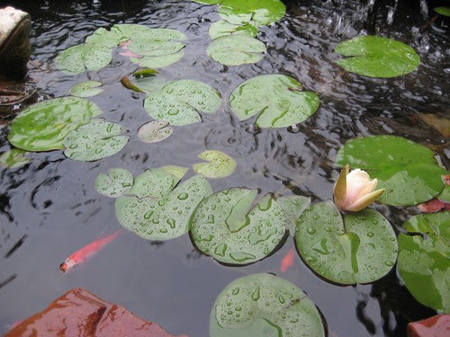Pond