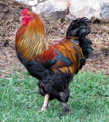 Gaini brahma potarnichiu